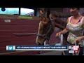 horse