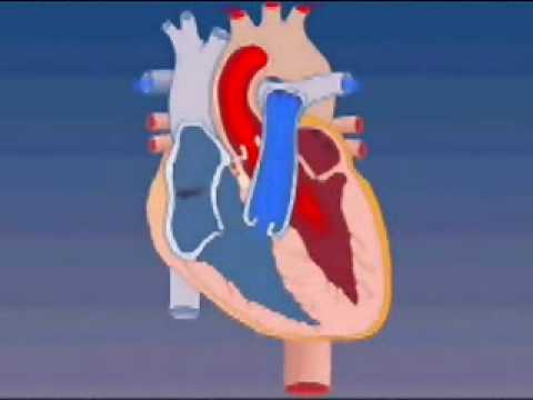 Blood Flow Through the Heart - YouTube