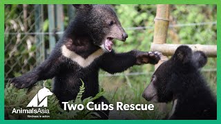 Two Cubs Rescue