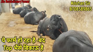 👍This Farm is Closing. Super #Murrah Buffaloes- Available for Sale. Krishan Sir 8708589865.👍