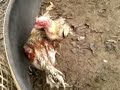 ไก่ใต้