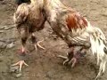 ไก่ใต้