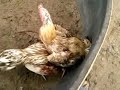 ไก่ใต้