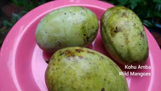 Kohu Amba Wild Mangoes In Sri Lanka
