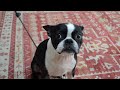 Video Testing out my new DSLR Camera with Pepper the Dog!