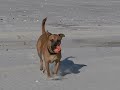 Jakenstein - Black Mouth Cur