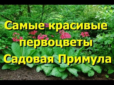 Примула домашняя выращивание из семян в домашних условиях Примула домашняя выращивание из семян в домашних условиях
