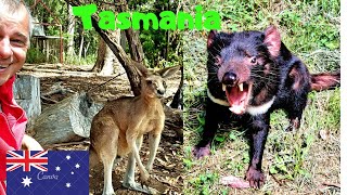 Întâlnire Cu Diavolul Tasmanian - Animal Unic Pe Planetă