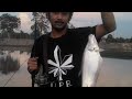 Kolam mada pendang ikan belida 2.o kg