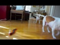Dog and Sister Team Up to Destroy Giant Centipede