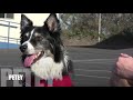 My dog plays better Basketball than you!