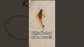 Zihin Kontrol Eden Parazit | Nematomorpha