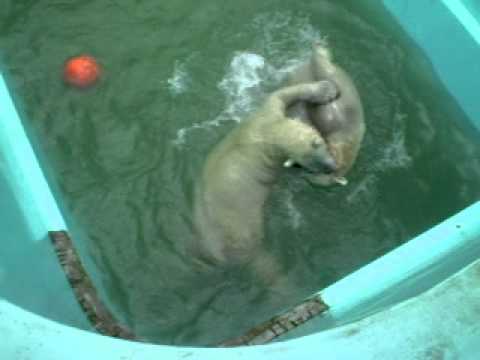 プールでじゃれあうイコロとキロル　おびひろ動物園　2010．8．29