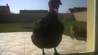 Poulette