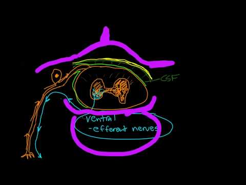 Sensory Nerve