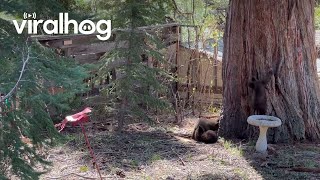 Tahoe Bears Cubs Play In Backyard || Viralhog