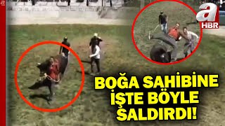 Artvinde Yarım Tonluk Boğa Sahibini Hastanelik Etti A Haber