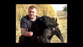 Si̇yah Safkan Kangal Örneği̇