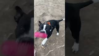 Best Of Eli Game Dog