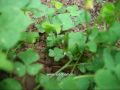 Medicinal Plants - Oxalis corniculata (Siddha Medicine)