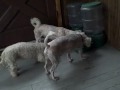 Cats and Dogs