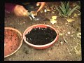 Growing Sunflower Greens