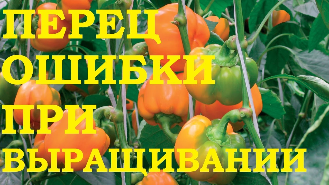 Ошибки при выращивании перцев 55