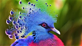The Most Beautiful Birds - Ən Gözəl Quşlar