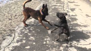 Dog Aggressive Pit Bull, Socialization Progress | Dog Training in Buffalo NY