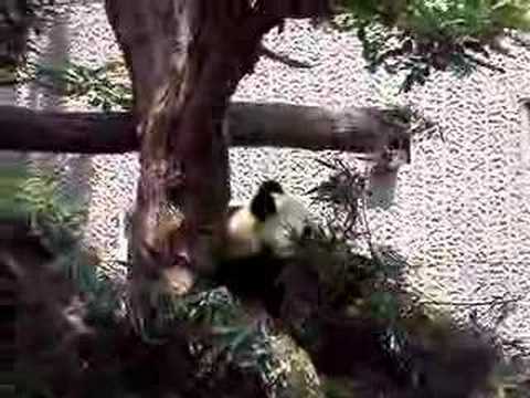 神戸王子動物園のパンダ