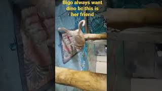 Bigo Always Want Dino