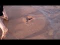 quicksand mud