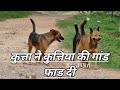 DOG AND #LOVE STORY AND Bitch in Masti Love you trailer video dekhne lagi hai (2021)