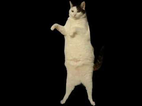 cat in motion cat in motion