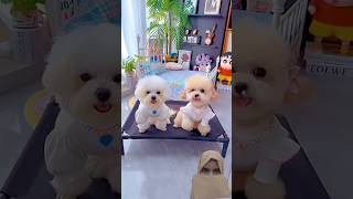 Cute Dog