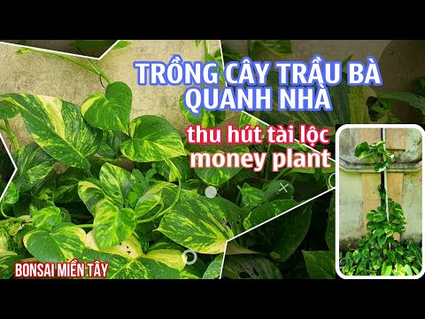 Cây cảnh - TRỒNG CÂY TRẦU BÀ QUANH NHÀ thu hút tài lộc - bonsai miền tây - golden pothos - brasilia