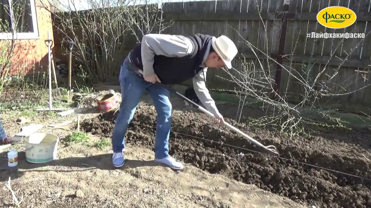 Элитный ряд семена из молдовы Элитный ряд семена из молдовы