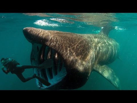 10 Самых страшных АКУЛ! 10 Самых страшных АКУЛ!