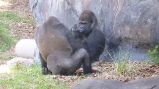 Silverback Gorilla Gives Friend the Middle Finger