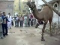 Camel Sacrifice Out Of Control Part 1 Raheemgeo Camel Sacrifice Out Of Control Part 1 Raheemgeo