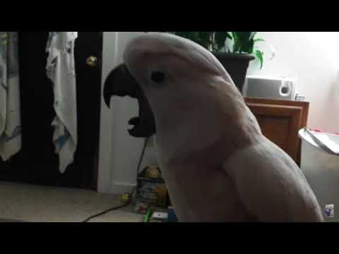 Crazy bird    “You’re insane!”