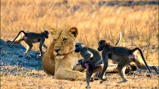 Бабуины Помогают Львам Охотиться.