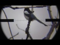 Air Rifle Hunting - Magpies Pest Control 02 /2014