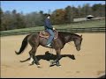 Cowboys Bonnie Lass Appaloosa Mare