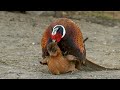 Pheasant breeding Chickens (re upload)