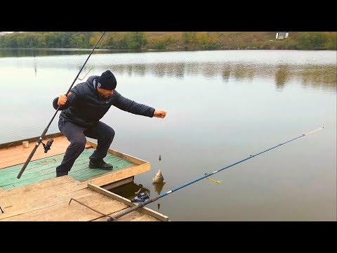 Закрытие карпового сезона. Ловля амура на кукурузу. Ловля карпа на пруду осенью видео Закрытие карпового сезона. Ловля амура на кукурузу. Ловля карпа на пруду осенью видео