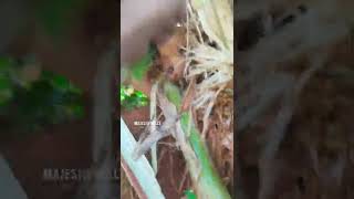 Pitbull Ripping Banana Tree In Just 2 Min Majestic Bulls