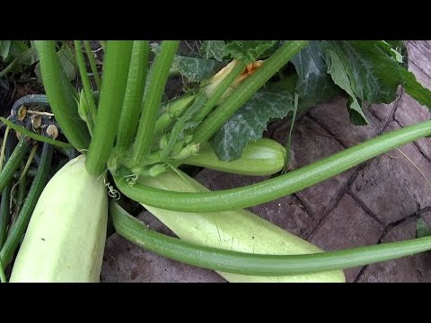 Таблица совместной посадки и совместимости овощных культур Посадка кабачков семенами в открытый грунт и на рассаду