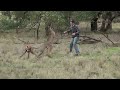 Man Punches a Kangaroo in the Face to Rescue His Dog (Original HD) || ViralHog