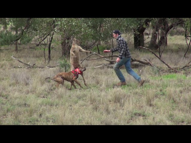 Man Punches Kangaroo In The Face To Rescue His Dog - Video